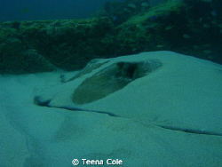 Large Ray covered for camo in sand. Seen snorkeling rocks... by Teena Cole 